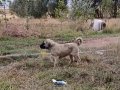 A kaliteli saf Sivas kangalı yavruları