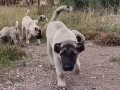 A kaliteli saf Sivas kangalı yavruları