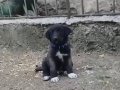 A kaliteli saf Sivas kangalı yavruları