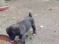 A kaliteli saf Sivas kangalı yavruları