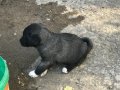 A kaliteli saf Sivas kangalı yavruları