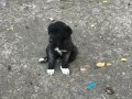A kaliteli saf Sivas kangalı yavruları