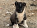 A kaliteli saf Sivas kangalı yavruları