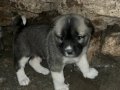 Uygun fiyata A kalite safkan Sivas Kangal yavruları