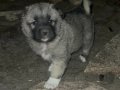 Uygun fiyata A kalite safkan Sivas Kangal yavruları