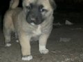 Uygun fiyata A kalite safkan Sivas Kangal yavruları