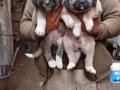 Uygun fiyata A kalite safkan Sivas Kangal yavruları
