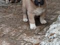 Uygun fiyata A kalite safkan Sivas Kangal yavruları
