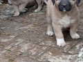 Uygun fiyata A kalite safkan Sivas Kangal yavruları