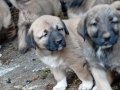 Uygun fiyata A kalite safkan Sivas Kangal yavruları