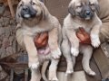 Uygun fiyata A kalite safkan Sivas Kangal yavruları