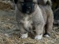 Uygun fiyata A kalite safkan Sivas Kangal yavruları
