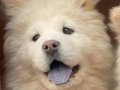 Chow chow 
