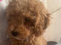 2.5 aylık pasaportlu koyu renk dişi Poodle 