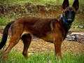 Secereli 9 aylık erkek Belçika Malinois