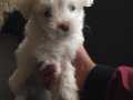 2.5 aylık dişi minyon tipli orijinal terrier