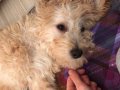 Acil 3 aylık maltipoo aşılı akıllı oğlum  