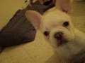 Flufy carrier french bulldog son dişi