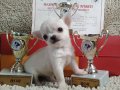 Chihuahua