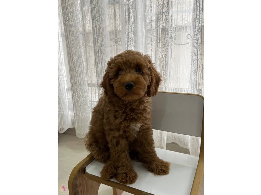 Toy Poodle Dişi 