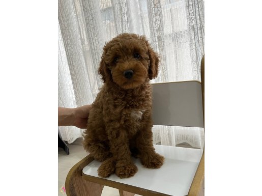 Poodle Dişi Yavrumuz