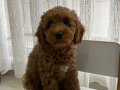 Toy Poodle Dişi 