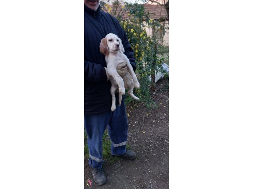 Setter puppy