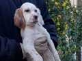 Setter puppy