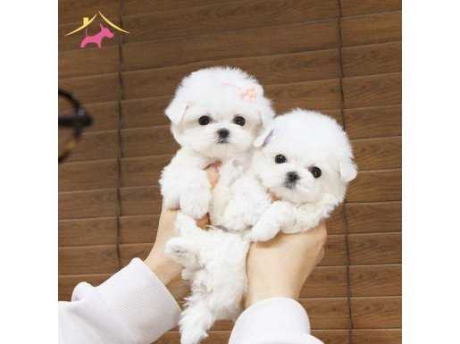 İNCİ GÜZELLİĞİ TEACUP