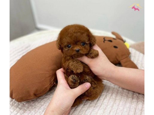 Secereli teacup poodle bebeklerimiz 