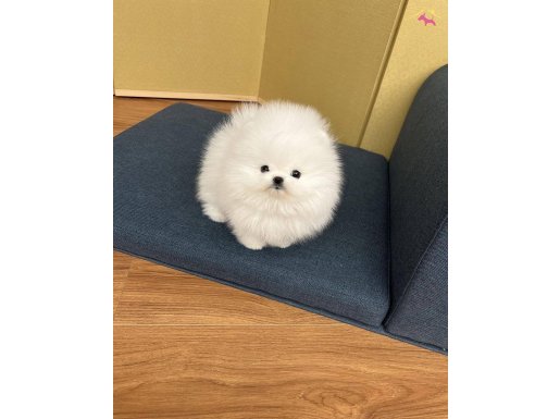 Teddy Bear Boo bebeklerimiz ile tanışmak için ulaşabilirsini