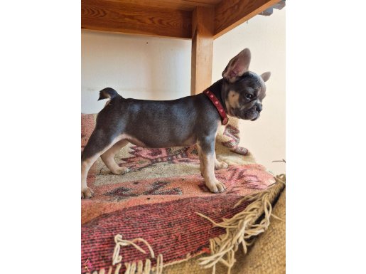 Ev ortamında bakımlı yawrular 