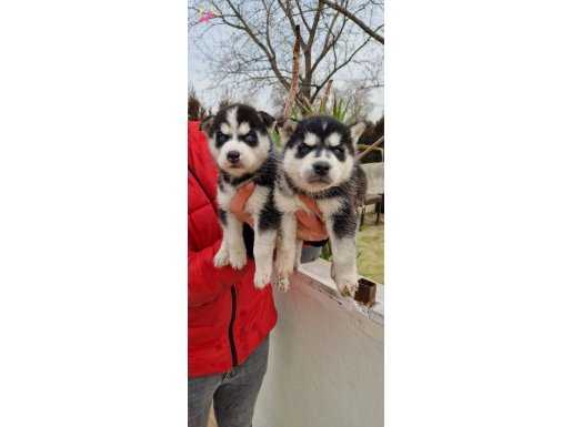 Sağlık garantili masmavi gözlü Sibirya/Husky yavrularımız 