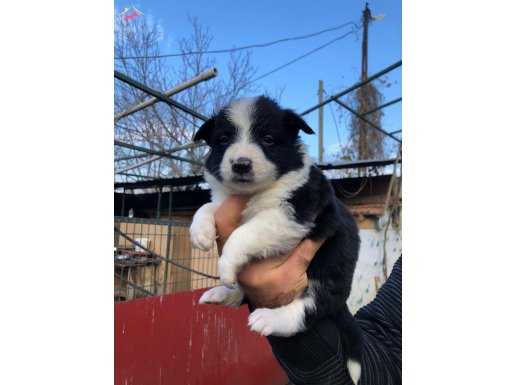 Border collie yavrularımız 