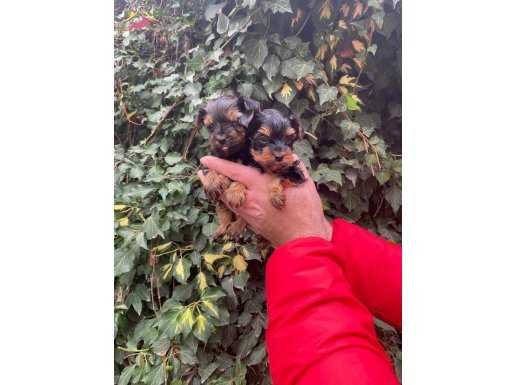Sağlık garantili yorkshire terrier yavrular 