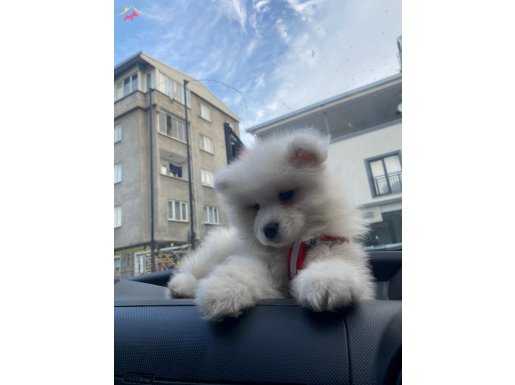 Sağlık garantili samoyed yavruları