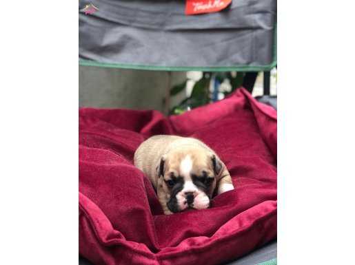 Sağlık garantili ingiliz bulldog yavrularım 