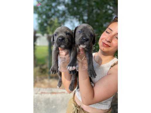 Irk ve sağlık garantili cane corso yavrularım 