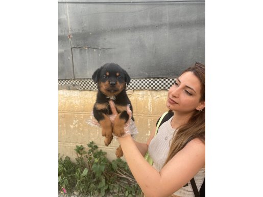 Irk ve sağlık garantili güzel rottweiler yavrularım