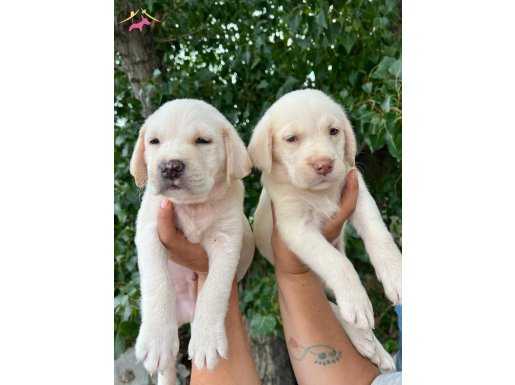 Irk ve sağlık garantili şampanya labrador yavrularım 