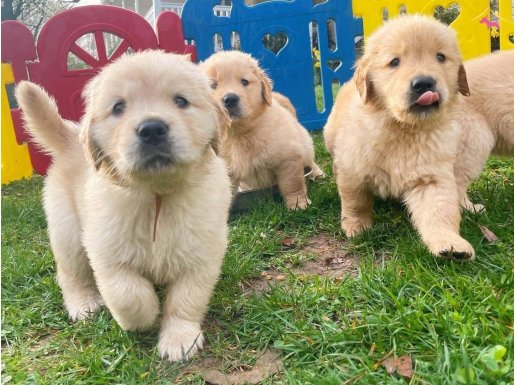 ırk ve sağlık garantili golden retriever yavrularım