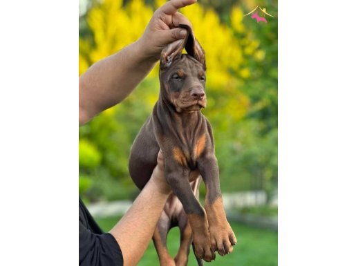 Kızıl/ siyah ırk ve sağlık garantili Doberman yavrular 