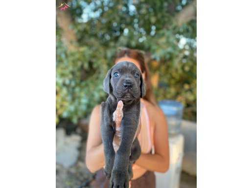 BLUE/SİYAH IRK VE SAĞLIK GARANTİLİ CANE CORSO YAVRULARIM