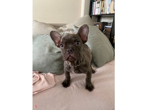 A kalite ırk garantili french bulldog yavrum 