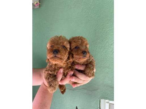 Cep boy red brown harika toy poodle yavrularım