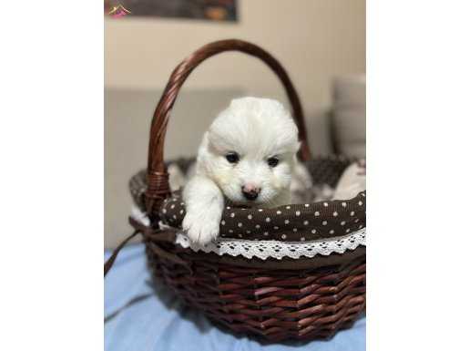 Karbeyazı mükemmel samoyed bebeklerim