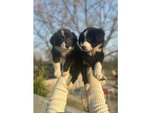 Dünyanın en zeki köpeği border collie yavrularım 