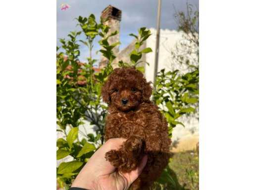 Sağlık ve ırk garantili toy poodle yavrularım 