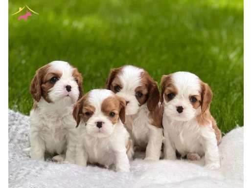 %100 ırk garantili king Charles cavalier yavrularım 