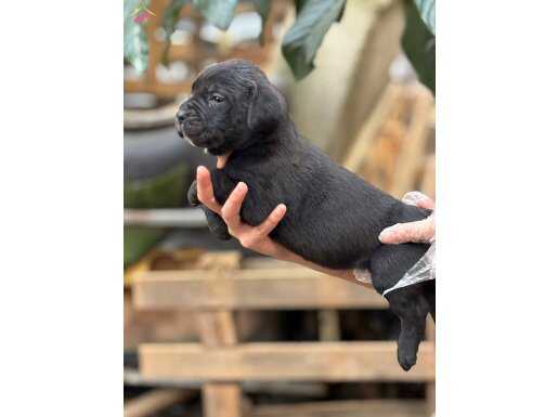 Muhteşem anatomiye sahip cane corso yavrularım 